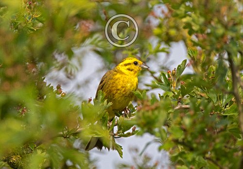 Yellowhammer DM1849